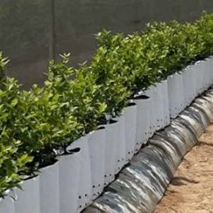 thumbnail for publication: Introduction to Southern Highbush Blueberry Cultivation in Containers